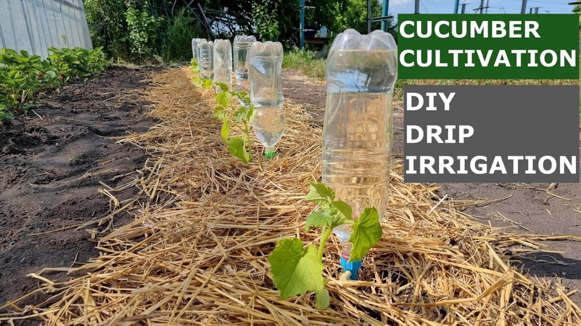 Optimizing Cucumber Growth with DIY Drip Irrigation: A Gardener’s Guide Optimizing Cucumber Growth with DIY Drip Irrigation: A Gardener's Guide