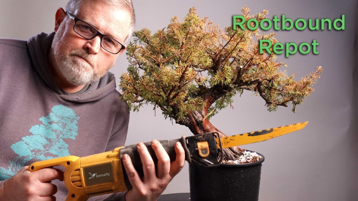 Bonsaify | Repotting a Root Bound Nursery Tree