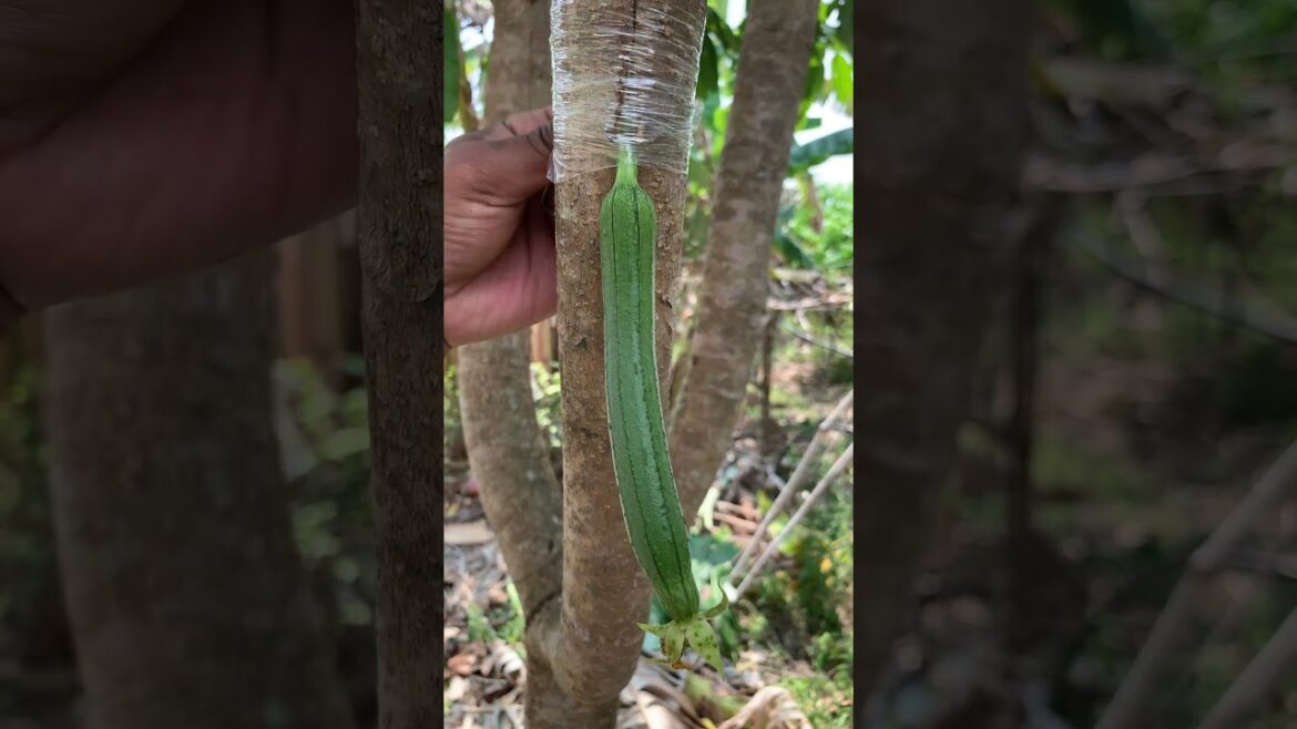 garden design ideas #gardern #fruitgrafting #mygardenlife #fruittreegrafting #gardenglory garden design ideas #gardern #fruitgrafting #mygardenlife #fruittreegrafting #gardenglory