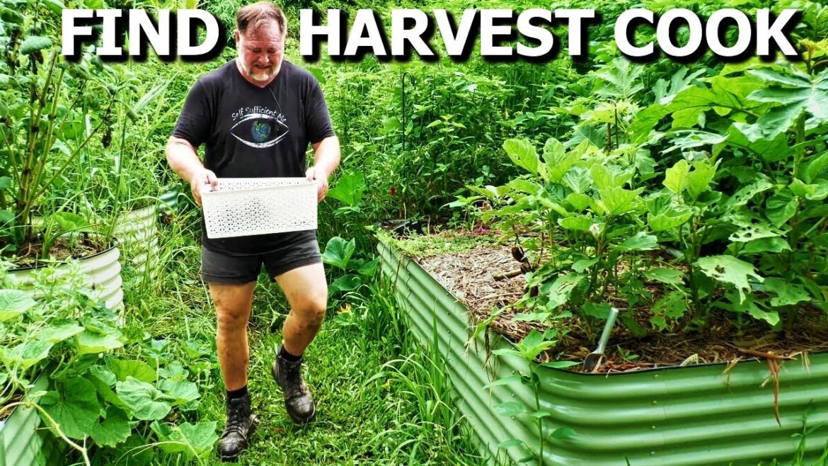 What Can I FIND to EAT in Our OVERGROWN Vegetable Garden? What Can I FIND to EAT in Our OVERGROWN Vegetable Garden?