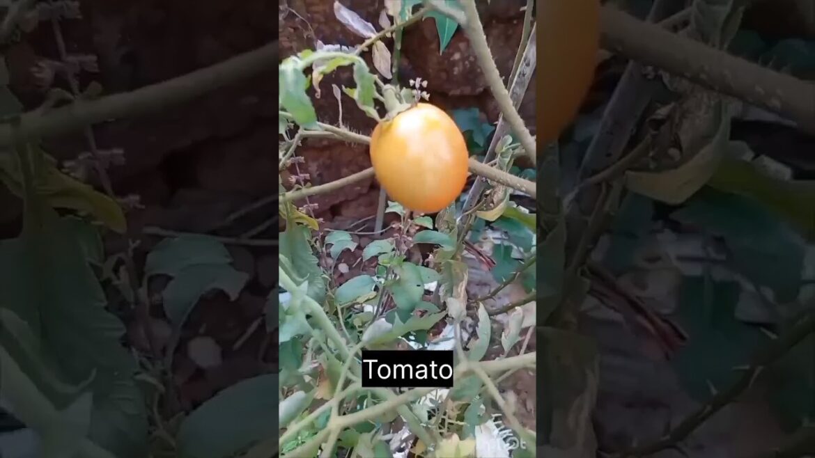 happy gardening vegetable plants to grow at home #vira#viralvideo #organicgardening #organicfarming