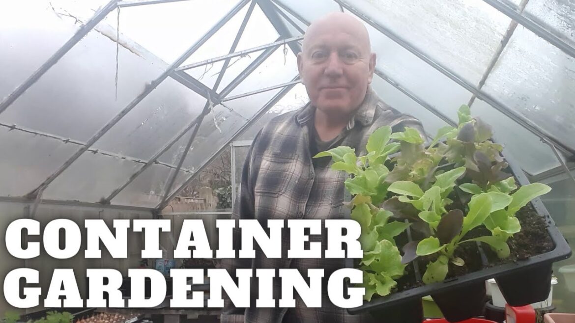 Container Gardening Grow Vegetables At Home Container Gardening Grow Vegetables At Home