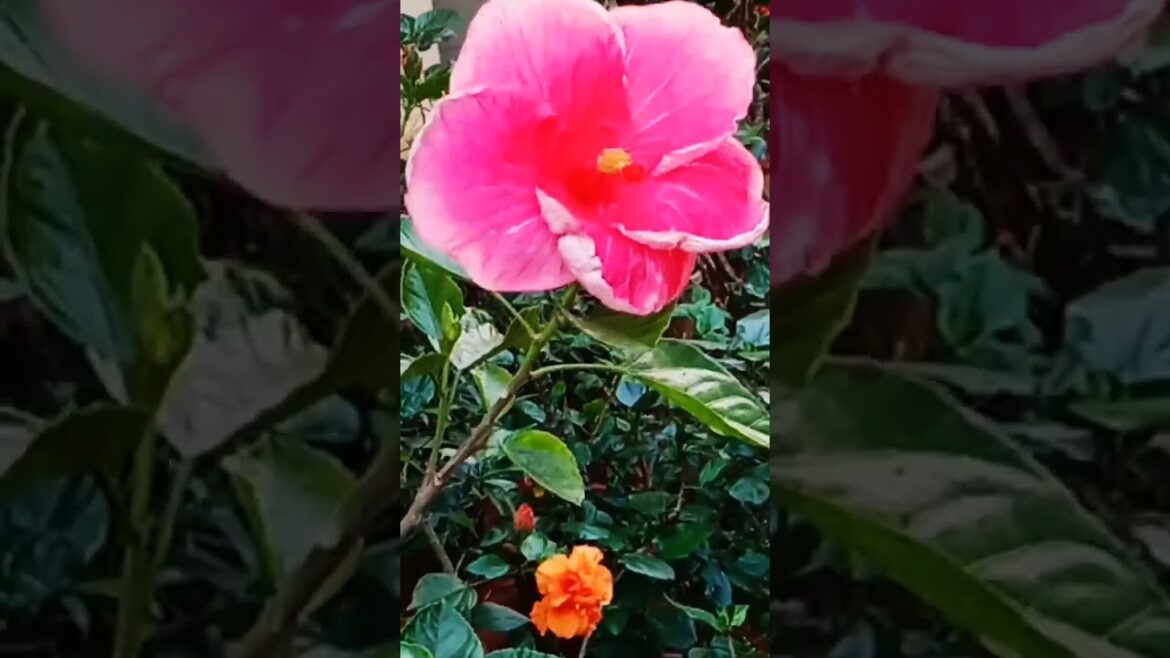 @meenootty, s garden #shortsfeed#shorts#gardening