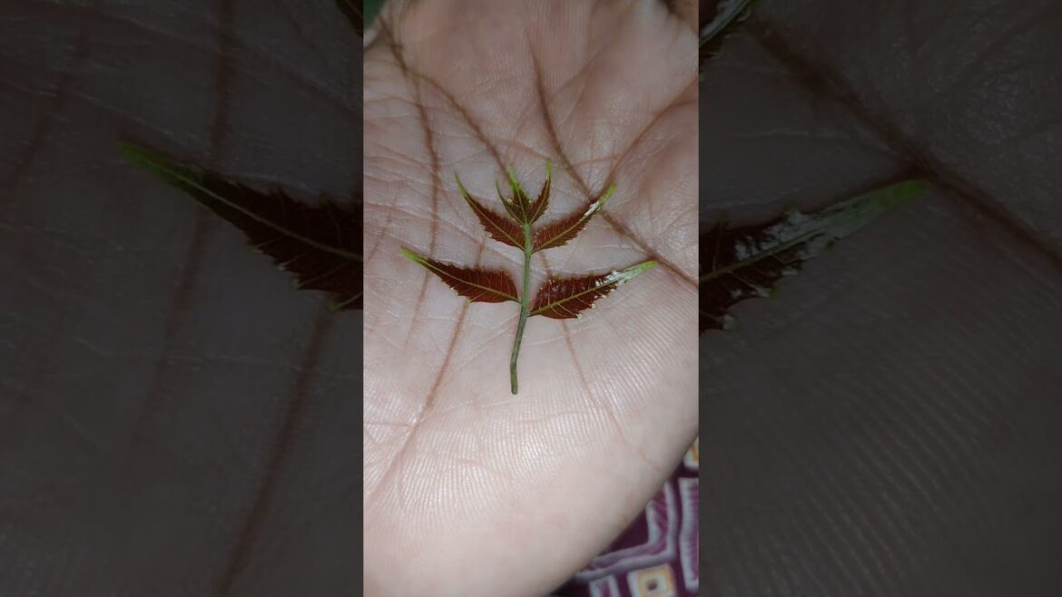 Baby Neem Leaves #gardening #hibiscus #garden #gardentips #gardenscapes #gardentour #youtubeshorts