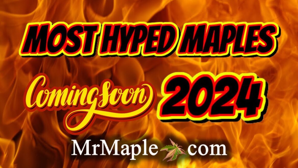Top 20 Most Hyped Japanese Maples for 2024 | Most Anticipated Maples Coming to MrMaple.com! Podcast Top 20 Most Hyped Japanese Maples for 2024 | Most Anticipated Maples Coming to MrMaple.com! Podcast