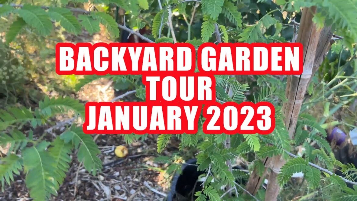 Backyard Garden Tour (January 2024)