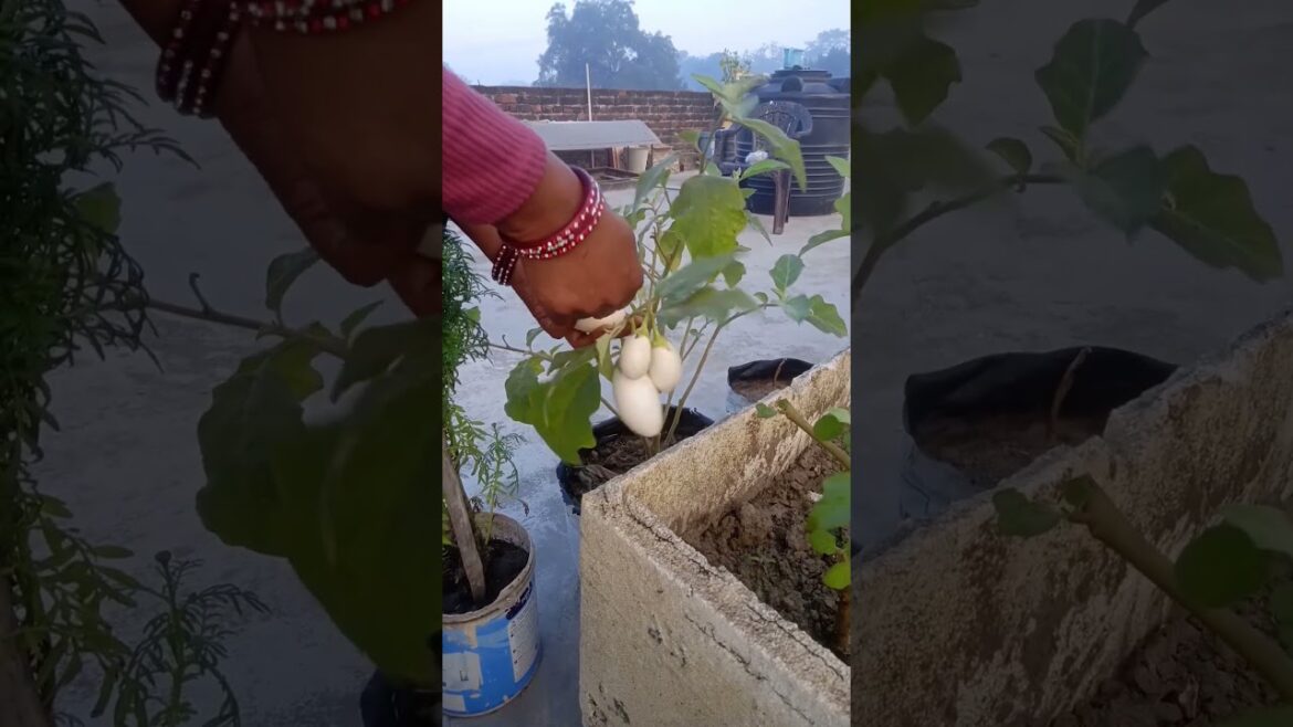 Harvesting Vegetables #shorts #youtubeshorts #terrace #gardening