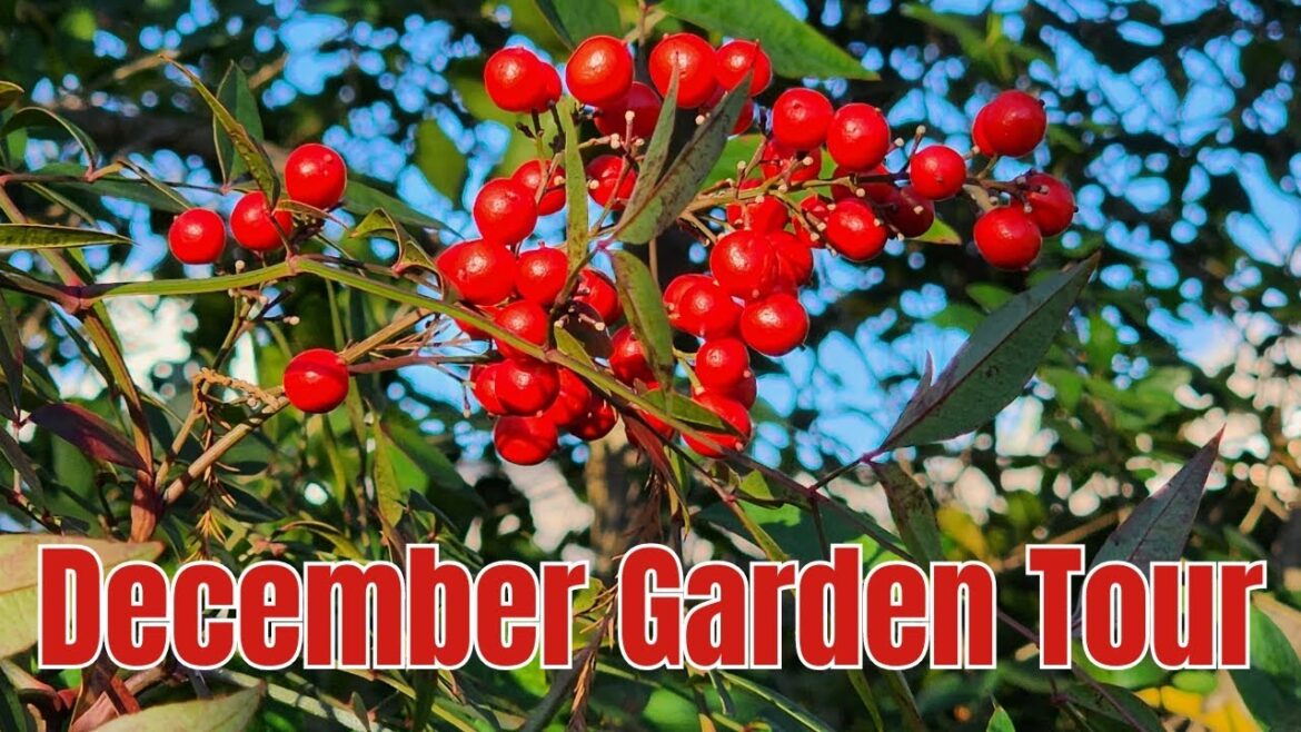 December 2023 Backyard Garden Tour | Cooler Weather | Zone 9b Texas Gulf Coast