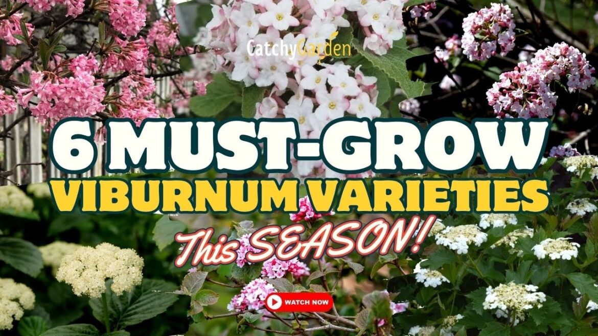 6 MUST-GROW Viburnum VARIETIES This SEASON! ๐ธ๐ฟ๐ // Gardening Ideas 6 MUST-GROW Viburnum VARIETIES This SEASON! ๐ธ๐ฟ๐ // Gardening Ideas