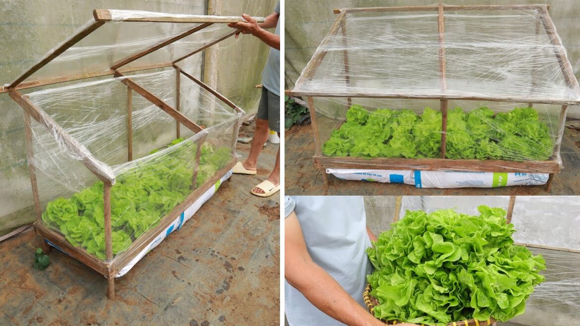 Grow twice as fast - Method of growing vegetables in a mini greenhouse at home