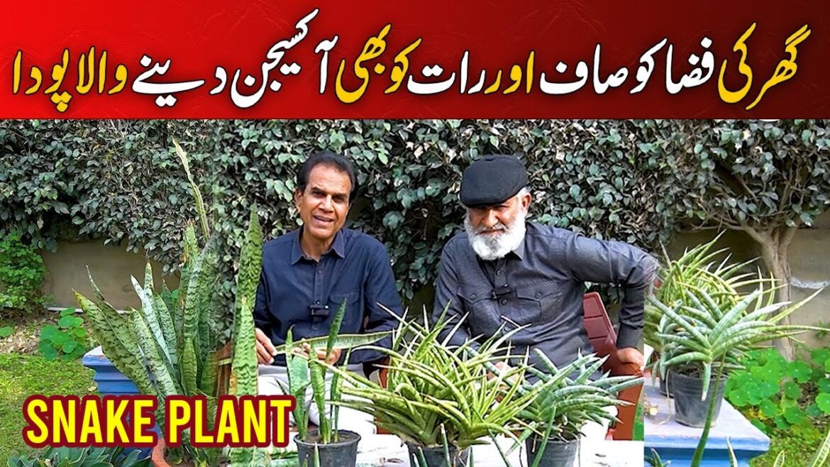 Night-Oxygenating Snake Plant: Growing Tips and Tricks |  بند کمرے کی فضا صاف کرنے والا پودا