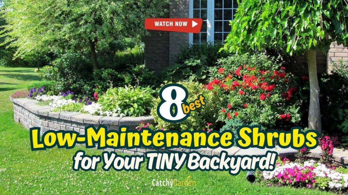 πΏ TOP 8 LOW-MAINTENANCE SHRUBS for Your TINY Backyard! ππΈ // Gardening Ideas πΏ TOP 8 LOW-MAINTENANCE SHRUBS for Your TINY Backyard! ππΈ // Gardening Ideas