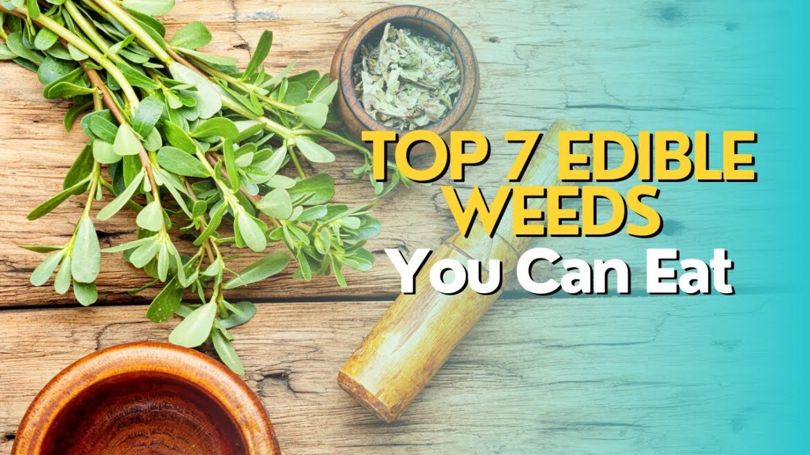 Top 7 Edible Weeds You Can Eat Top 7 Edible Weeds You Can Eat