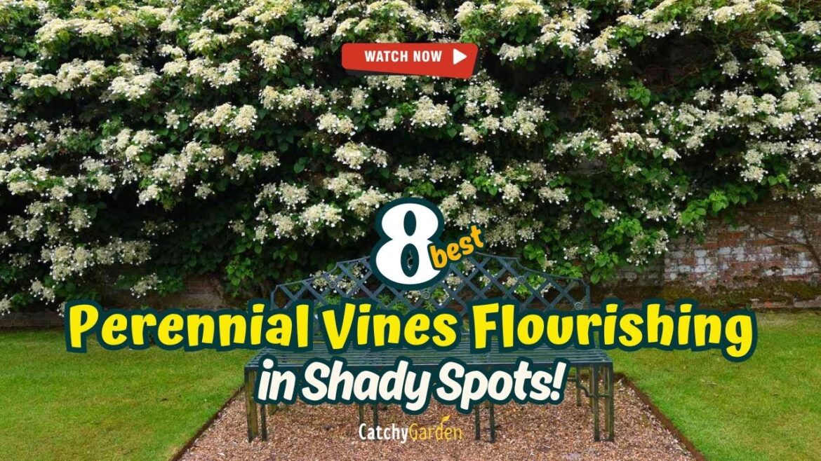 Gardening Secrets Unlocked: 8 Perennial Vines Flourishing in Shady Spots! π±πΈπ Gardening Secrets Unlocked: 8 Perennial Vines Flourishing in Shady Spots! π±πΈπ