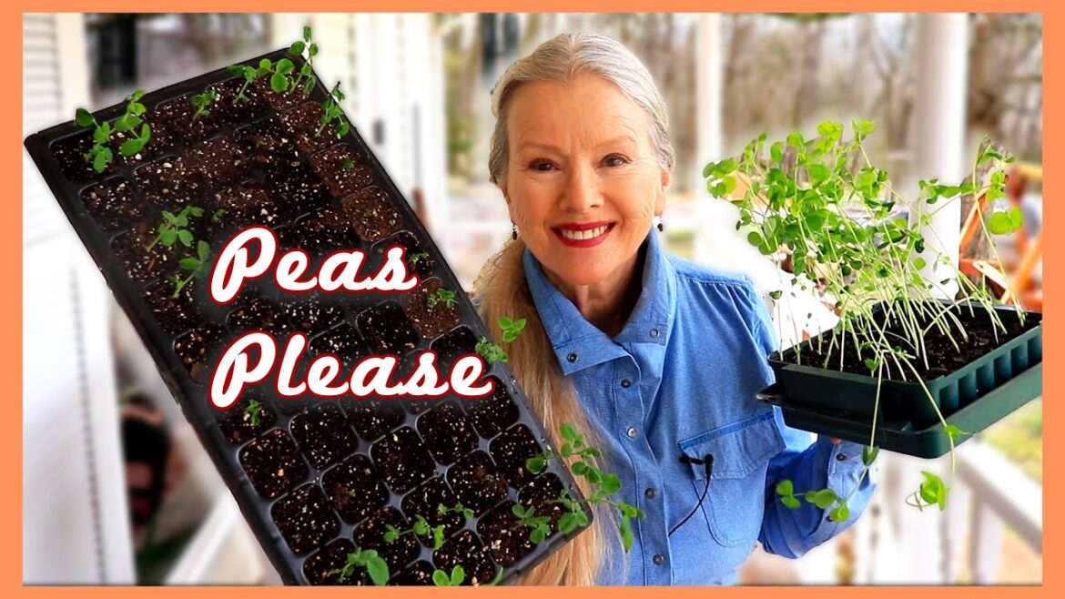 Spring Planting Part 2 | Snow peas started indoors! Tips!