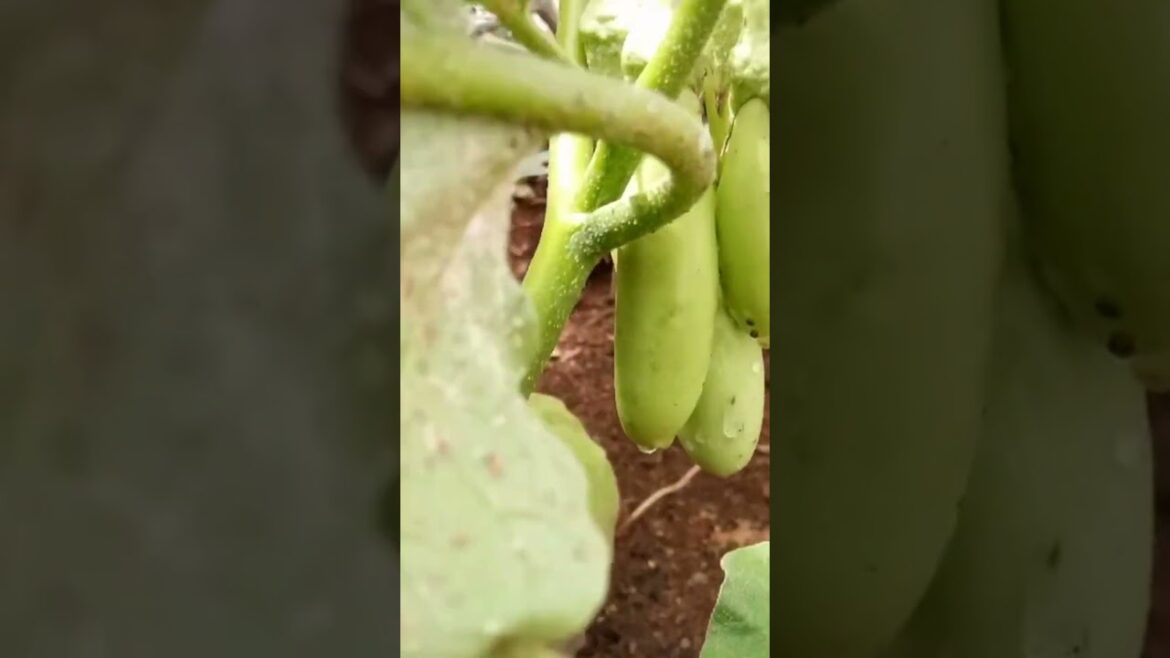 Amazing Green Eggplant Fruiting in Container Garden #gardening #satisfying #indoorplants