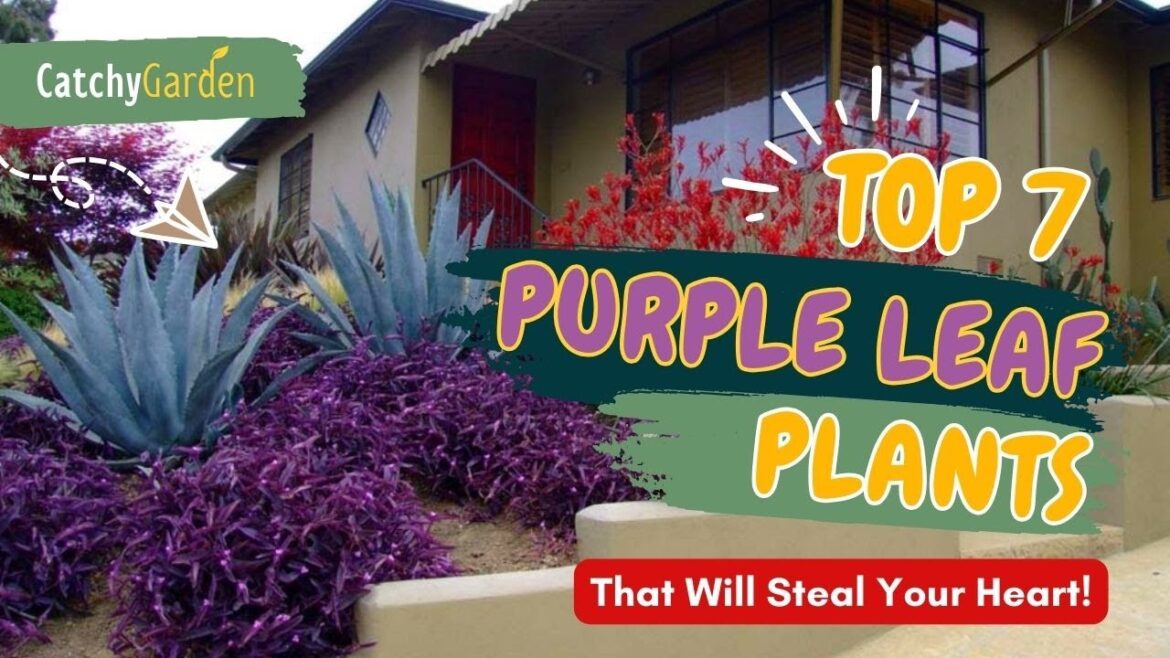 Top 7 PURPLE LEAF PLANTS That Will Steal Your Heart! πππ // Gardening Ideas Top 7 PURPLE LEAF PLANTS That Will Steal Your Heart! πππ // Gardening Ideas