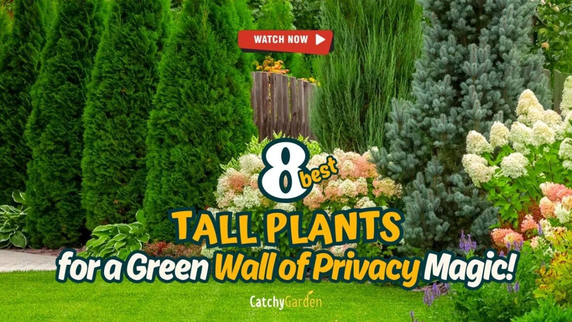 Top 8 Tall Plants for a Green Wall of Privacy Magic! π·ππ² // Gardening Ideas Top 8 Tall Plants for a Green Wall of Privacy Magic! π·ππ² // Gardening Ideas