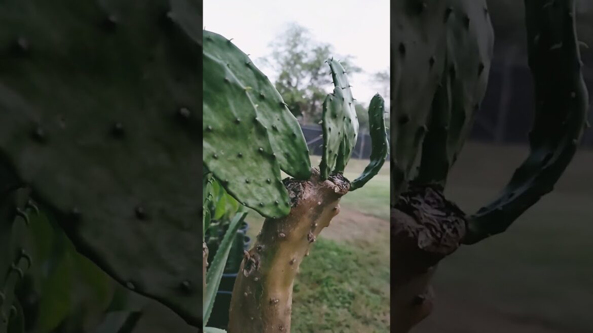 Organic Matured & Humongous Prickly Pear Cactus Needs A Bigger Pot #gardeningtips#gardening