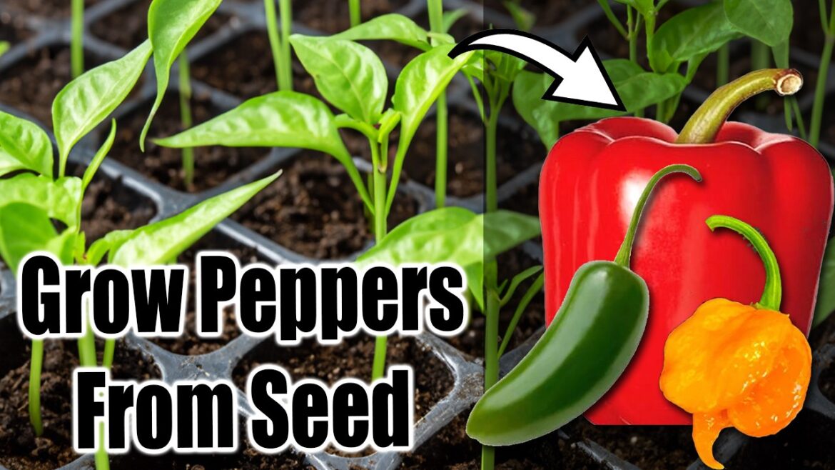 California Garden TV: Best Way to Start Pepper Seeds Indoors (or Outdoors)! 🌶️🫑 Best Way to Start Pepper Seeds Indoors (or Outdoors)! 🌶️🫑