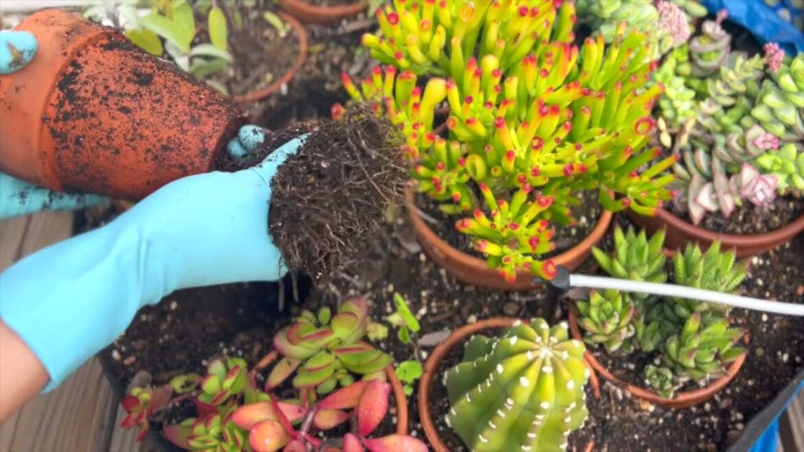 Clear out Herb Container Garden – Grow Bag & Terra Cotta Clear out Herb Container Garden - Grow Bag & Terra Cotta