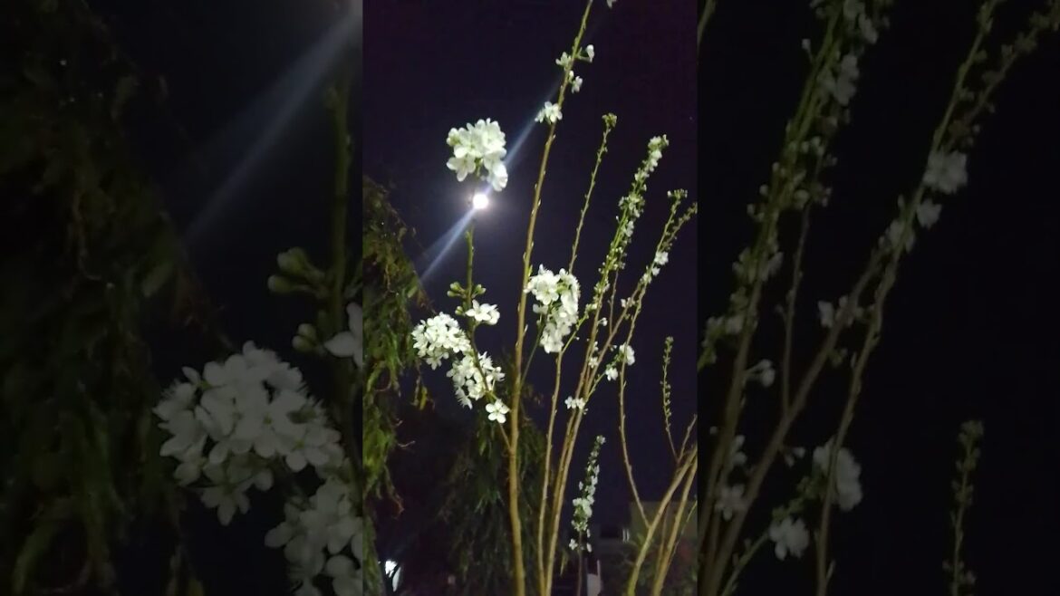 @moon-light night view ❤️ #white flowers of the fruit plant #new #short #shorts #shortvideo #viral