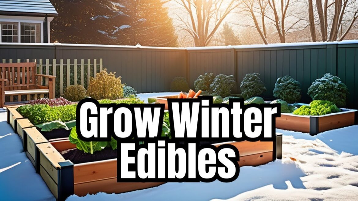 Edible Winter Gardening, A Comprehensive Guide