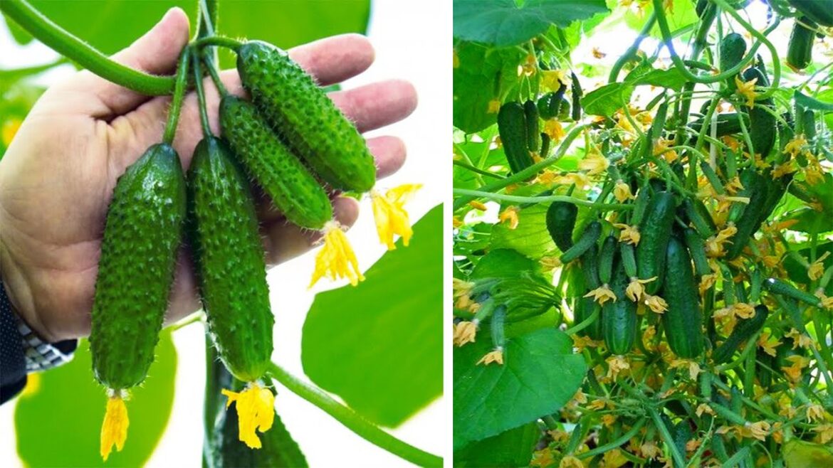 How To Grow Bush Cucumbers in a Container Garden For Beginner How To Grow Bush Cucumbers in a Container Garden For Beginner