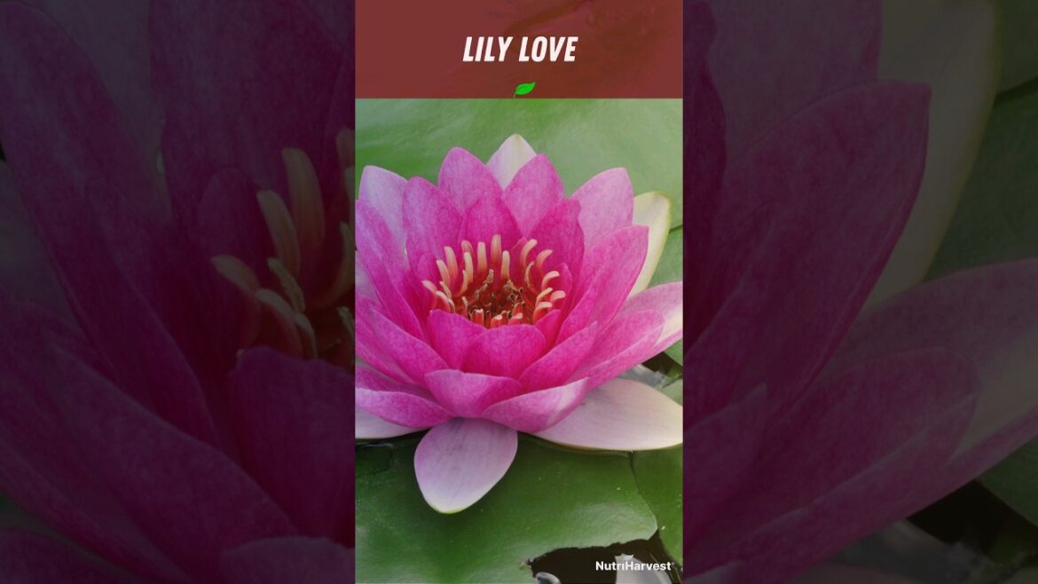 How to Grow Lovely Lily Flowers and Enjoy Garden Magic! (The #1 Gardening Tip)  #satisfying #shorts