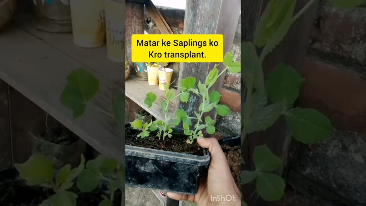 How to grow peas🌿|#gardening#how to grow peas in containers How to grow peas🌿|#gardening#how to grow peas in containers