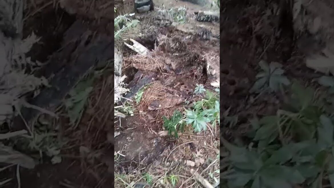 part 1 of digging a den in the front yard