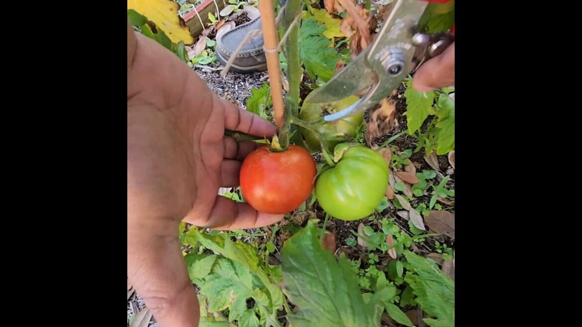 #trendingsong #shorts #harvest #backyardgardening HARVESTING TOMATO 🍅 FROM MY BACKYARD GARDEN.