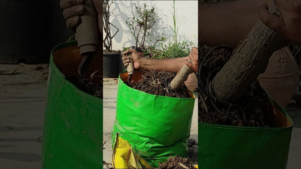 Champa या Plumeria की February care #gardening #plants #champa #plumeria #frangipani #diy #viral