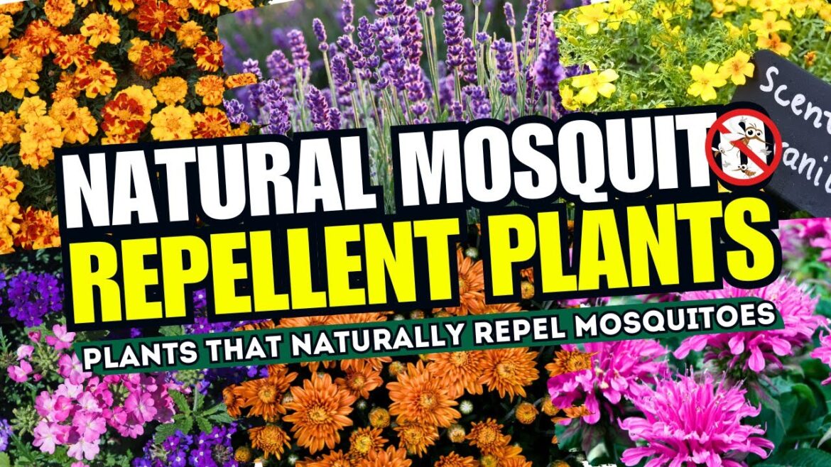 Top 15 Plants That NATURALLY Repel Mosquitoes π¦ Natural Repellent Plants That Keep Mosquitoes AWAY π± Top 15 Plants That NATURALLY Repel Mosquitoes π¦ Natural Repellent Plants That Keep Mosquitoes AWAY π±