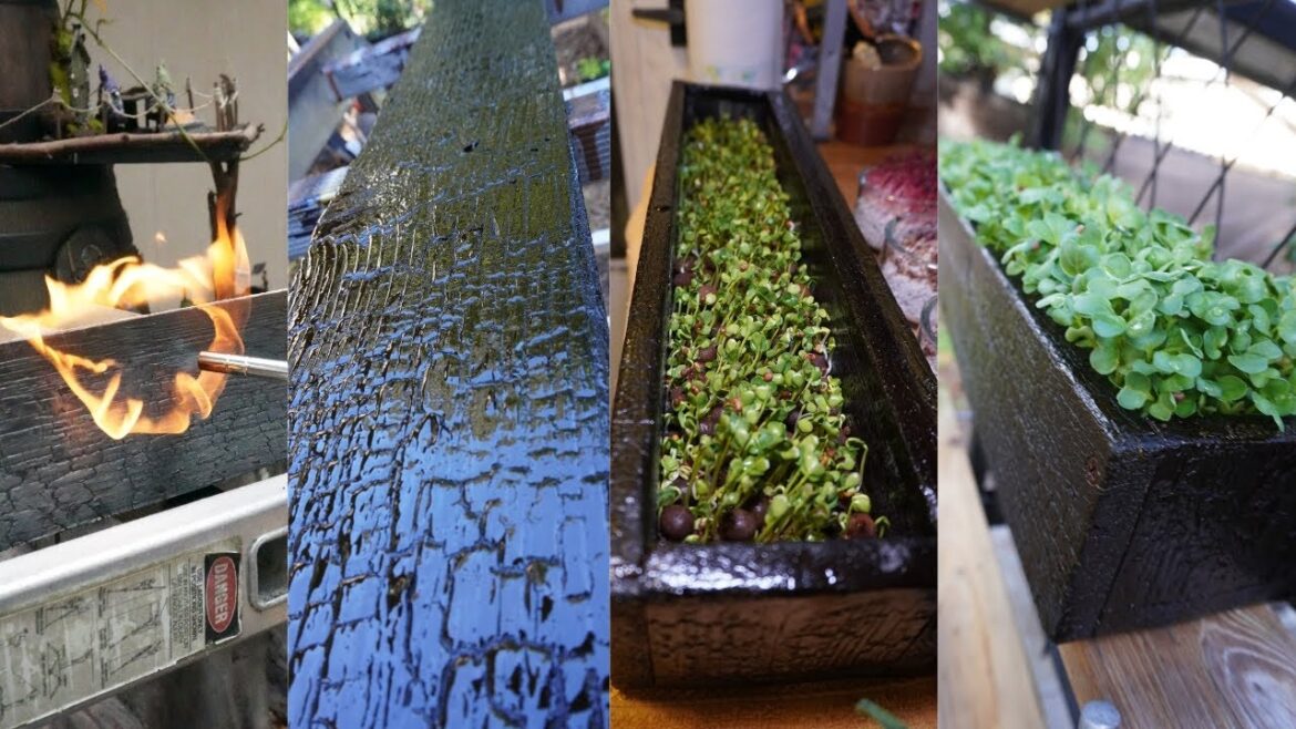 Natural Hydroponics with Yakisugi