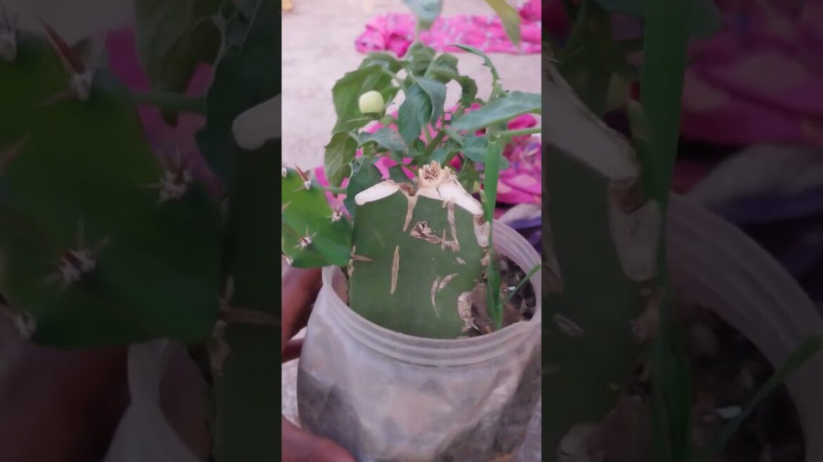dragon fruit care tips #gardning #garden #gardentips #viral #shorts #trending #shortvideo dragon fruit care tips #gardning #garden #gardentips #viral #shorts #trending #shortvideo