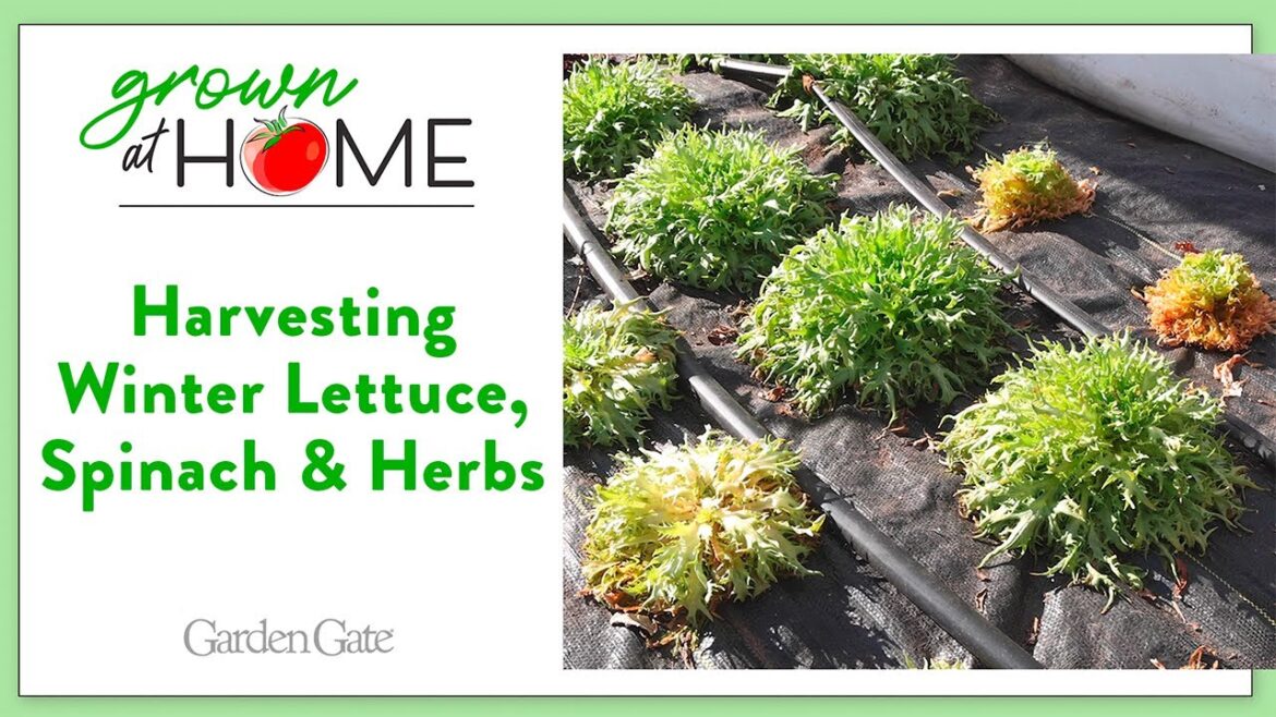 Harvesting Winter Lettuce, Spinach & Herbs | Grown at Home Series  #vegetablegardening