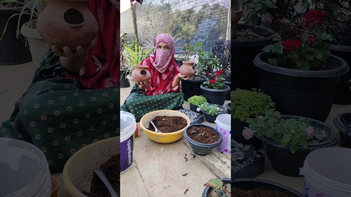 beautiful transformation of this pot#gardening#gardening tips#home beautiful transformation of this pot#gardening#gardening tips#home