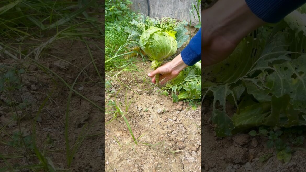 The ultimate guide to mastering the adorable cabbage and mini knife#kisds #fruit #shortvideo#p7