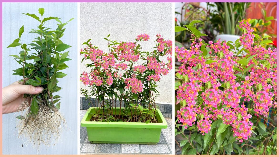 Simple and beautiful, lovely landscaping idea for the front yard