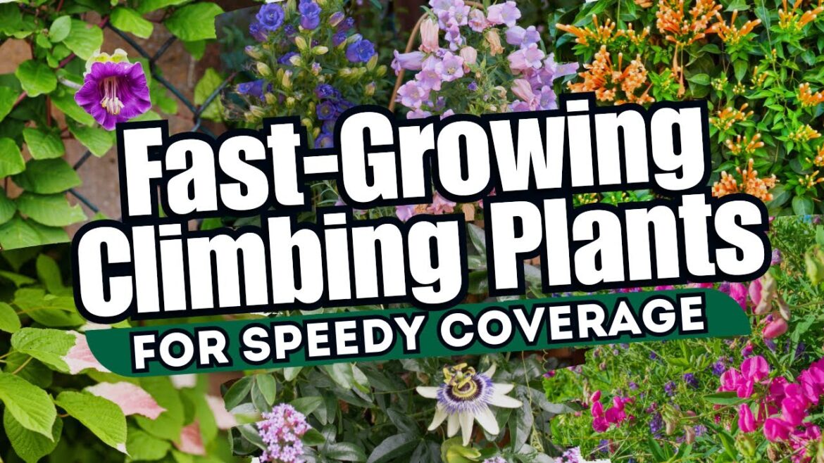 10 Fast-Growing Climbing Plants for Speedy Coverage πΌπ // INSTANT GARDEN MAKEOVER 10 Fast-Growing Climbing Plants for Speedy Coverage πΌπ // INSTANT GARDEN MAKEOVER