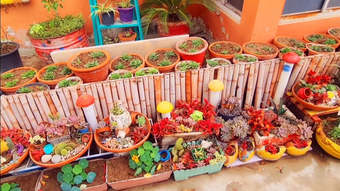 February Garden Tour|February Garden|February gardening tips!