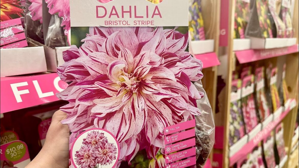 HOME DEPOT IMPRESSES WITH THEIR MID-FEBRUARY GARDEN ARRIVALS🤩NEW NEVER BEFORE SEEN MERCHANDISE🛒 HOME DEPOT IMPRESSES WITH THEIR MID-FEBRUARY GARDEN ARRIVALS🤩NEW NEVER BEFORE SEEN MERCHANDISE🛒