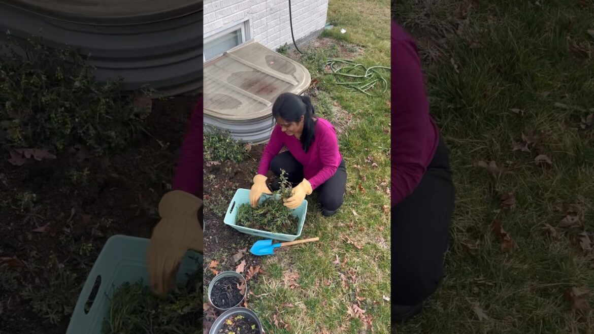 గడ్డి పీకడంకూడా ఒక art😂#shorts #viral #youtubeshorts #ytshorts #minivlog #usa #trending గడ్డి పీకడంకూడా ఒక art😂#shorts #viral #youtubeshorts #ytshorts #minivlog #usa #trending