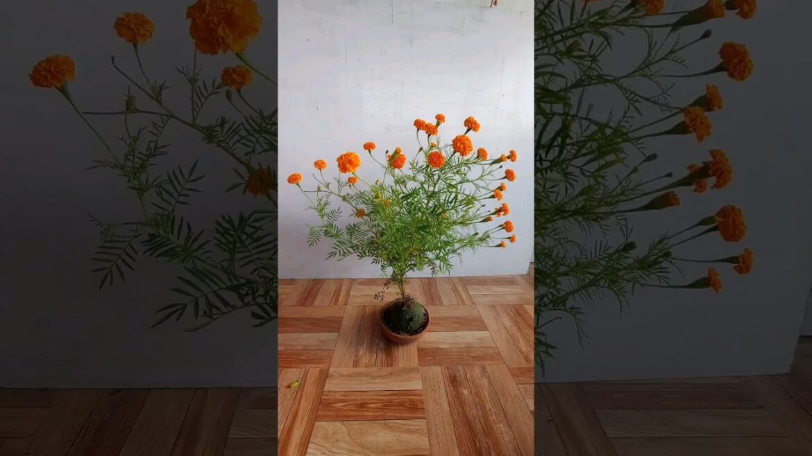 100 Days of Flower Power: Can a Kokedama Marigold Live the Dream?