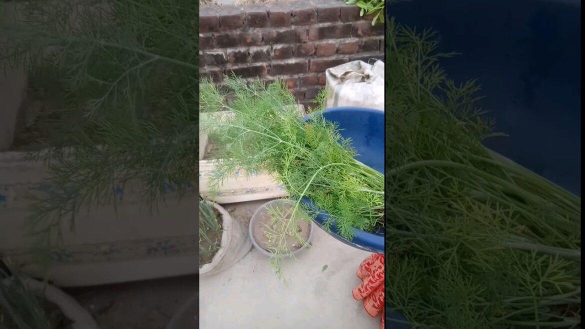 Harvesting Vegetables #shorts #youtubeshorts #terrace #gardening Harvesting Vegetables #shorts #youtubeshorts #terrace #gardening