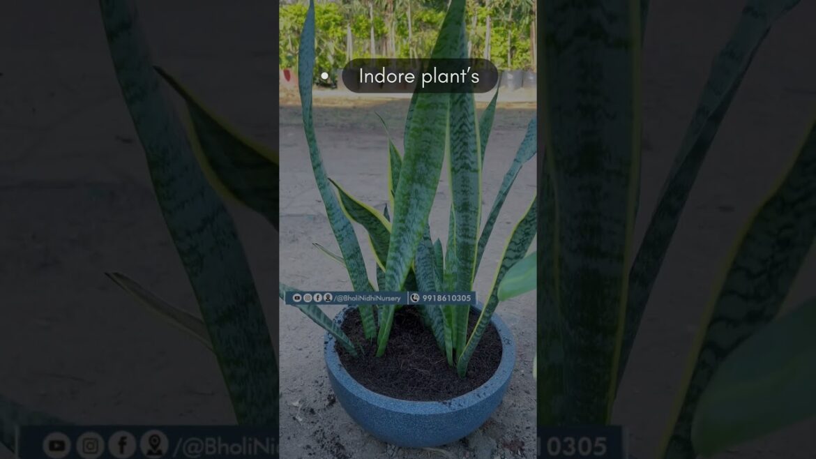 Is fiddle leaf fig a lucky plant..? #plants #fiddleleaf #gardening #indoorplants #Wholesaleplants