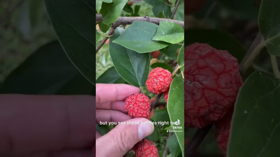 Top three trees and shrubs that thrive in Richmond Virginia
