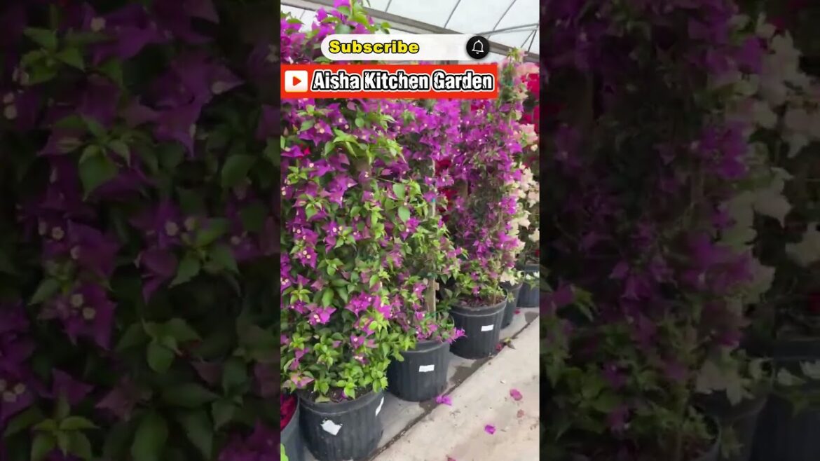Garden Decor Ideas.. #aishakitchengarden #decoration #gardening #ytviral #trendingshorts #plans