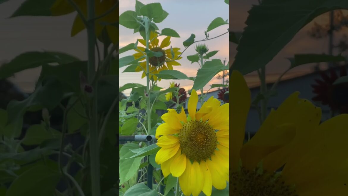 Sunset over the Sunflowers 🌻 Beautiful Backyard Garden Update #shorts Sunset over the Sunflowers 🌻 Beautiful Backyard Garden Update #shorts